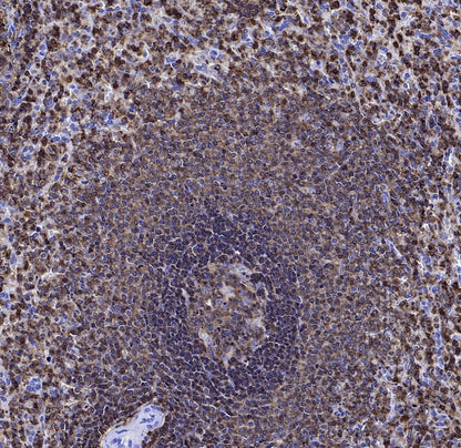 CD45 Recombinant Mouse mAb (S-429-1)