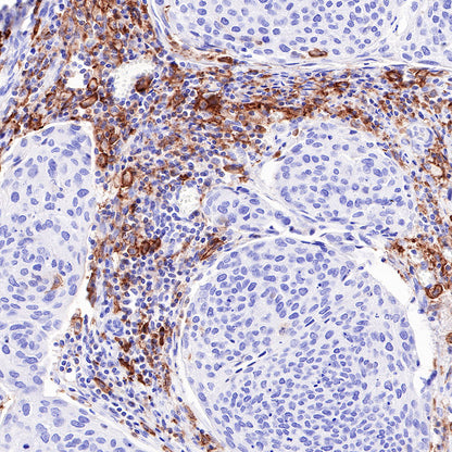 S-RMab® CD16a Recombinant Rabbit mAb,PBS Only (SDT-366-45)