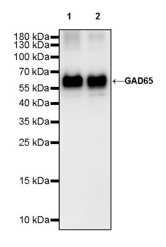 GAD65 Rabbit Polyclonal Antibody
