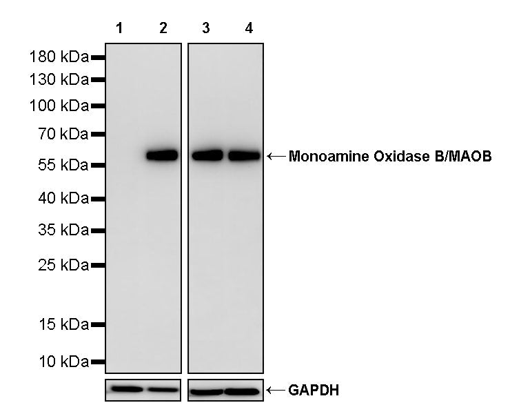 Monoamine Oxidase B/MAOB Recombinant Rabbit mAb (S-5317)