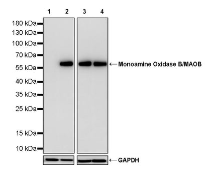 Monoamine Oxidase B/MAOB Recombinant Rabbit mAb (S-5317)