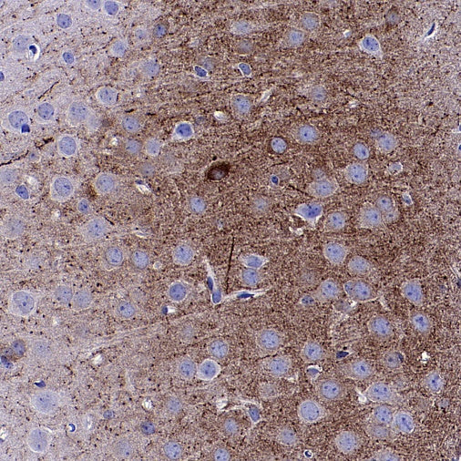 nNOS Recombinant Rabbit mAb (S-1641-70)