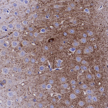 nNOS Recombinant Rabbit mAb (S-1641-70)