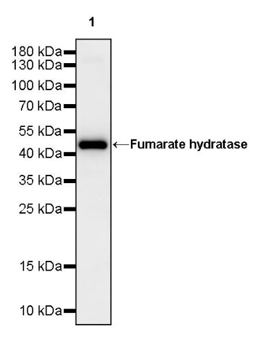 Fumarate hydratase Rabbit Polyclonal Antibody