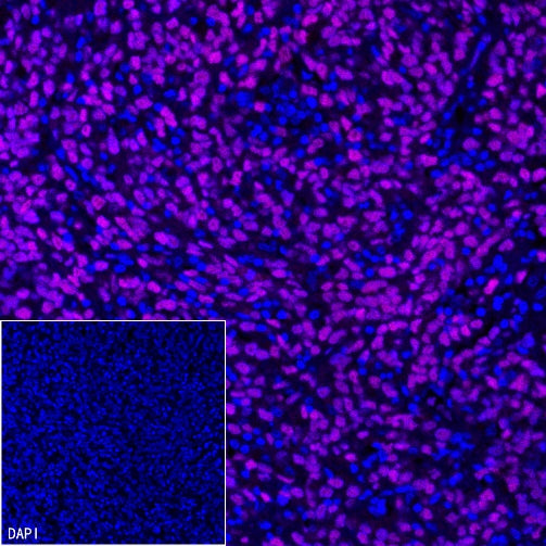 SOX10 Recombinant Rabbit mAb (Alexa Fluor® 647 Conjugate) (SDT-R233)