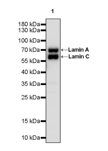 Lamin A/C Recombinant Rabbit mAb (S-950-164)