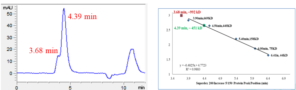 TPM3 His&GST Tag Protein, Human