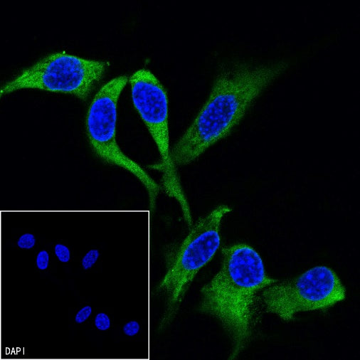 Vinculin Recombinant Rabbit mAb (FITC Conjugate) (S-1635-6)
