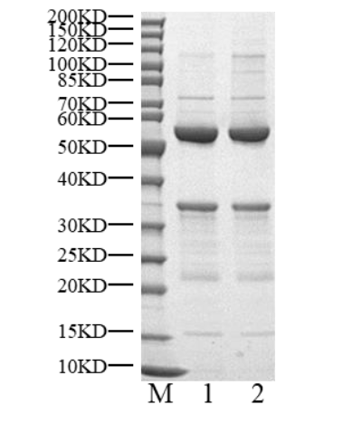 CDK5/p35 Protein