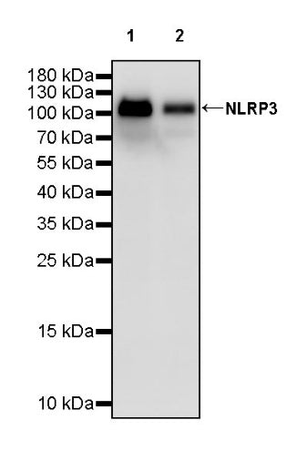 NLRP3 Recombinant Rabbit mAb (S-2613-140)