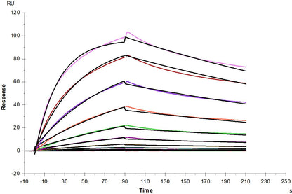 TfR/CD71 His Tag Protein, Human