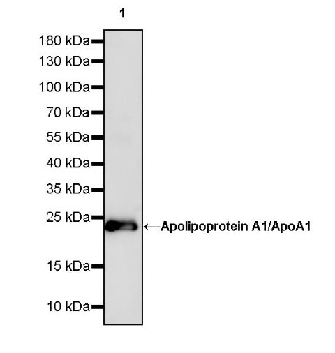 Apolipoprotein A1/ApoA1 Recombinant Rabbit mAb (S-979-25)