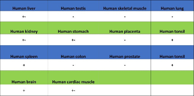 Rac1/2/3 Recombinant Rabbit mAb (S-2720-10)