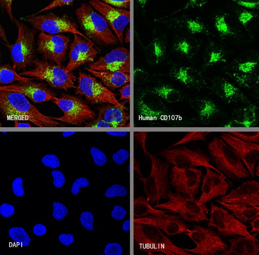 CD107b/LAMP2 Recombinant Mouse mAb (H4B4)