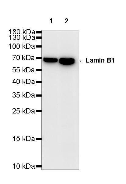 Lamin B1 Recombinant Rabbit mAb (S-5361)