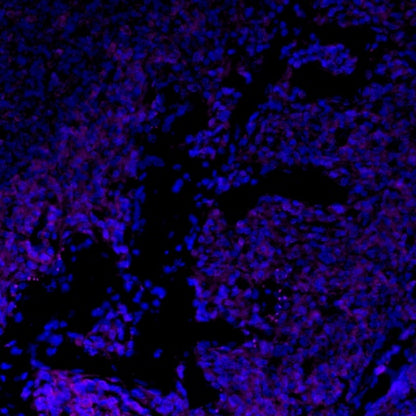 PD-L1 Recombinant Rabbit mAb (Alexa Fluor® 700 Conjugate) (SDT-119-16)