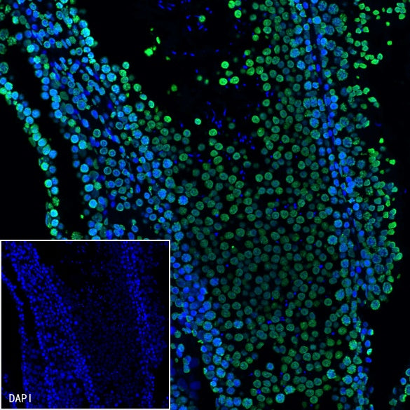 Histone H3 Recombinant Rabbit mAb (SDT-266-44)