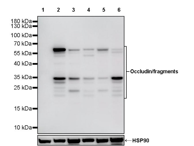 Occludin Recombinant Rabbit mAb (SDT-4588)
