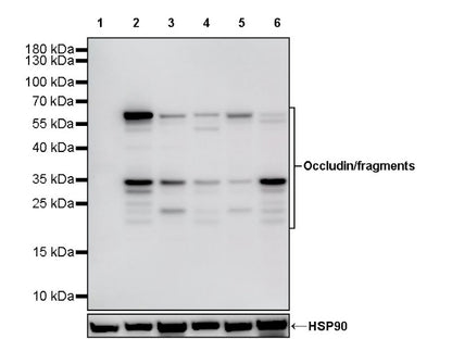 Occludin Recombinant Rabbit mAb (SDT-4588)