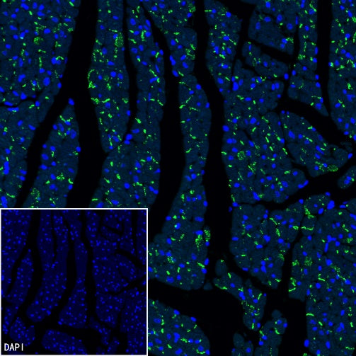 Connexin 43/GJA1 Rabbit Polyclonal Antibody