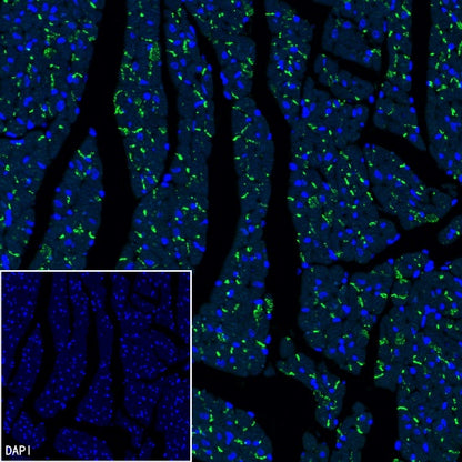 Connexin 43/GJA1 Rabbit Polyclonal Antibody