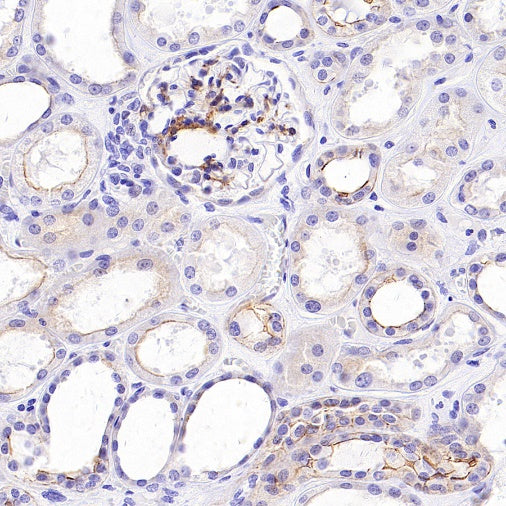B7-H6 Recombinant Rabbit mAb (SDT-3241-6)