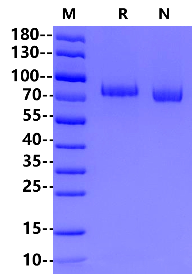 LGR5/GPR49 His Tag Protein, Cynomolgus
