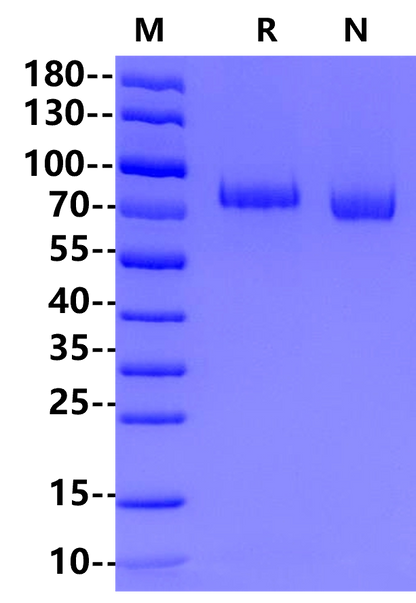 LGR5/GPR49 His Tag Protein, Cynomolgus