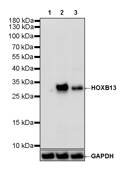 HOXB13 Rabbit Polyclonal Antibody