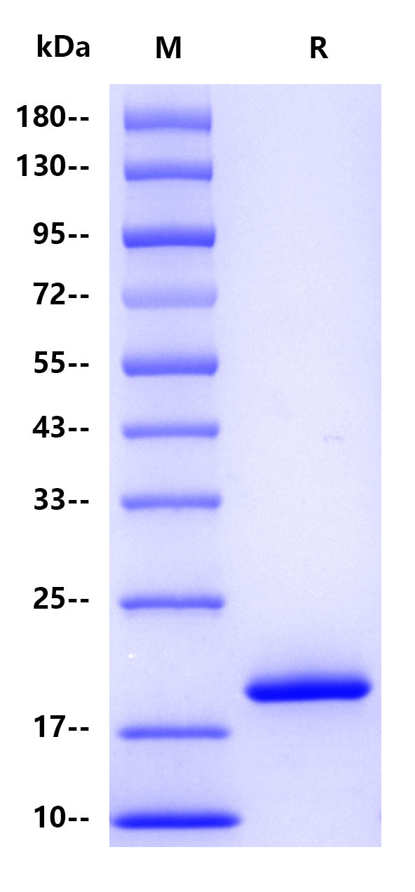 IFN-alpha1 His Tag Protein, Human