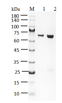 FGFR3[V555M] Protein