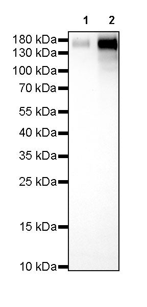 CD163 Recombinant Rabbit mAb,PBS Only (SDT-327-58)
