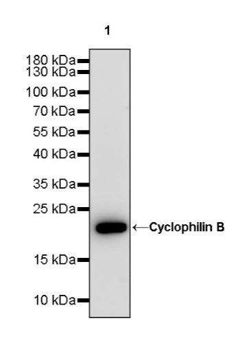 Cyclophilin B Recombinant Rabbit mAb (S-1543-63)