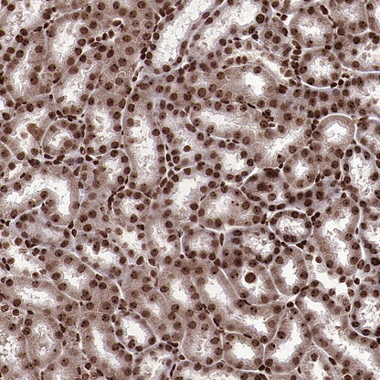 NPM1 Rabbit Polyclonal Antibody