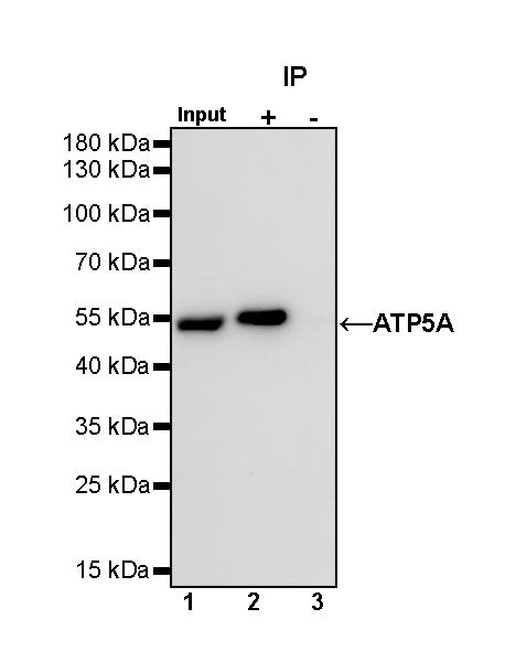 ATP5A Rabbit Polyclonal Antibody