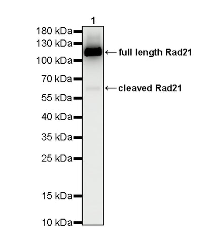 RAD21 Recombinant Rabbit mAb (S-4271-136)