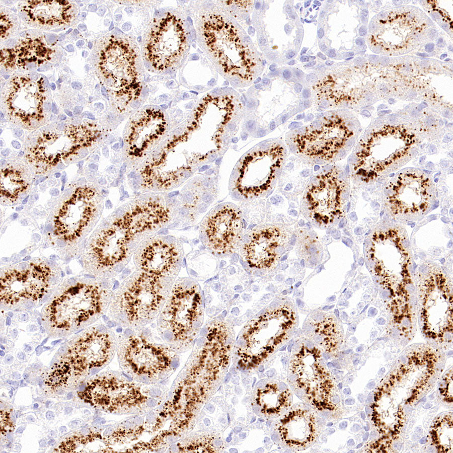 Napsin A Recombinant Mouse mAb,PBS Only (SDT-4204)