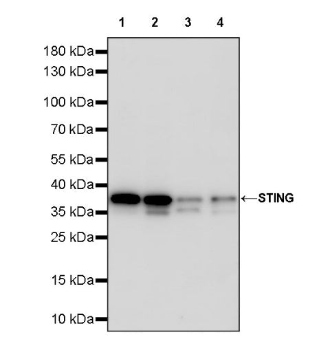 STING Recombinant Rabbit mAb (S-1392-33)