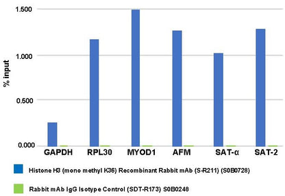Histone H3 (mono methyl K36) Recombinant Rabbit mAb (S-R211)