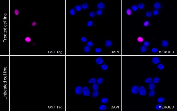 GST Tag Recombinant Rabbit mAb (Alexa Fluor® 647 Conjugate) (S-372-19)