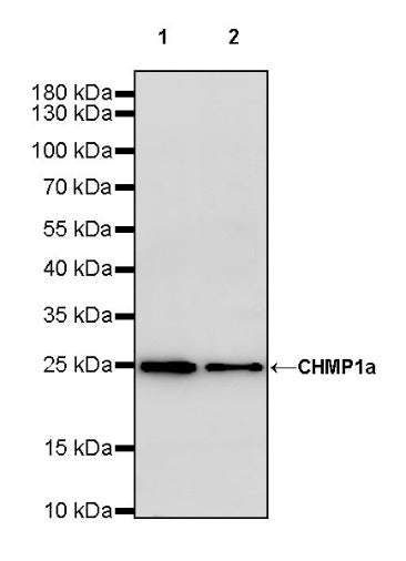 CHMP1a Recombinant Rabbit mAb (S-1651-159)