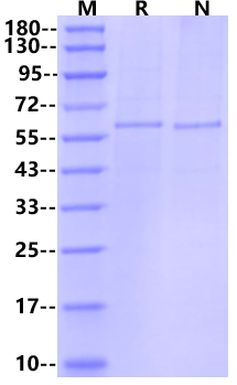 Virus-Like Particle (VLP) Protein-isotype control