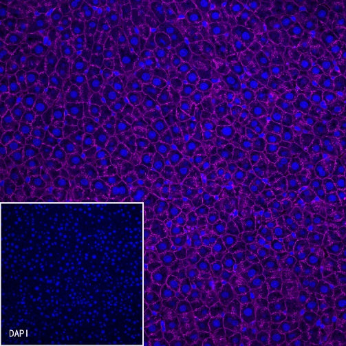 β-Catenin Recombinant Rabbit mAb (Cy5 Conjugate) (S-336-23)