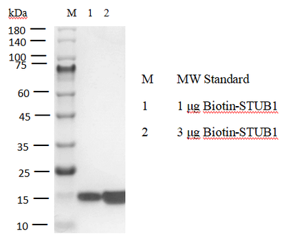 Biotin-STUB1 Avi&His Tag Protein,Human