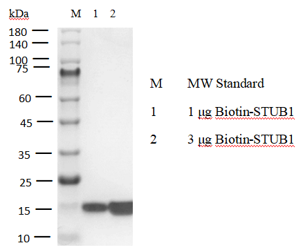 Biotin-STUB1 Avi&His Tag Protein,Human