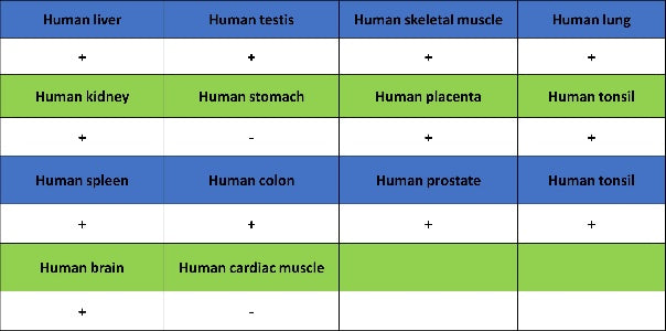 FOXP4 Recombinant Rabbit mAb (S-6198)