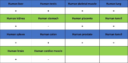 FOXP4 Recombinant Rabbit mAb (S-6198)