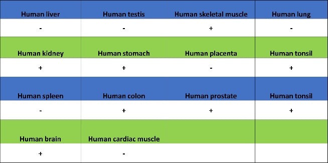 Tenascin C Recombinant Rabbit mAb (S-775-274)
