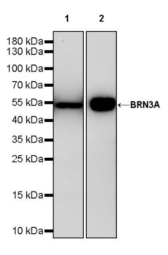BRN3A Recombinant Rabbit mAb (S-1867-5)