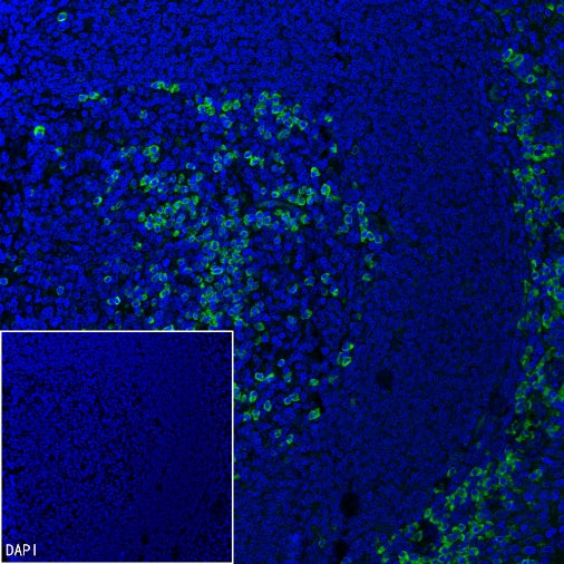 Sec61B Recombinant Rabbit mAb (S-4499-3)